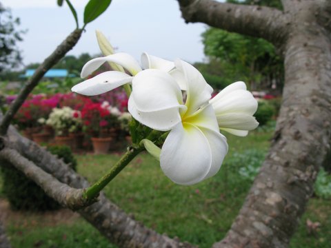 bananaflower.JPG