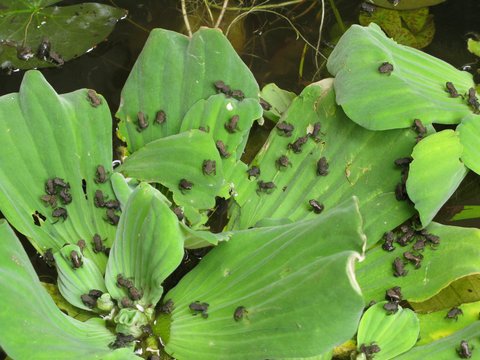 frogs frogs