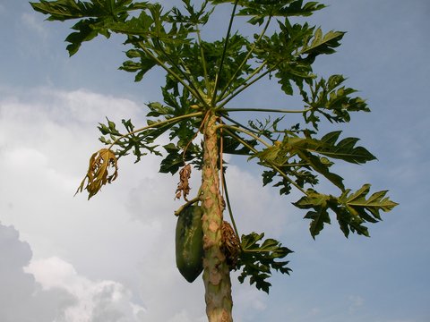 greenpapaya.JPG