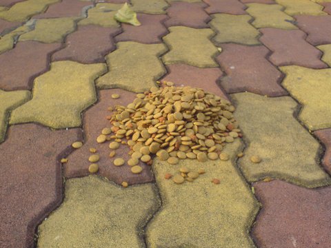 pratumnak_hill1.JPG