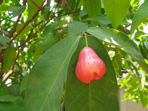 red_apple red_apple