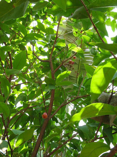 red_apple1 red_apple1