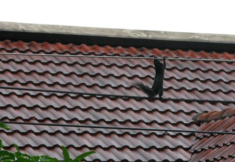 squirell1