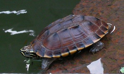turtle1.jpg