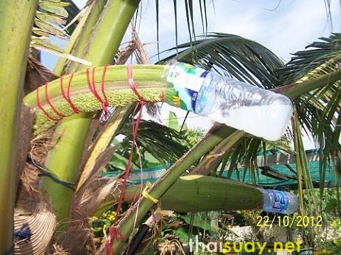 Отбеливатель в кокосовом сахаре, и другие подробности о нем же