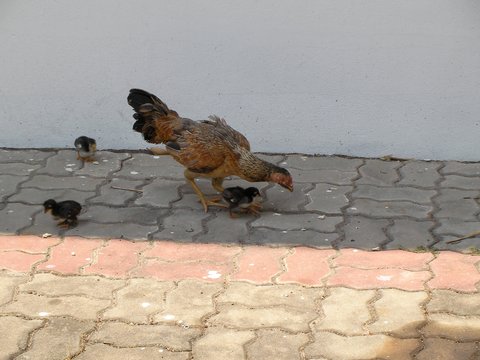 Курицы-питомцы