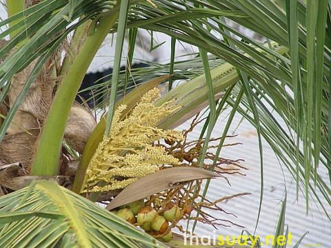 Отбеливатель в кокосовом сахаре, и другие подробности о нем же