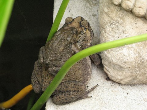 frogs2